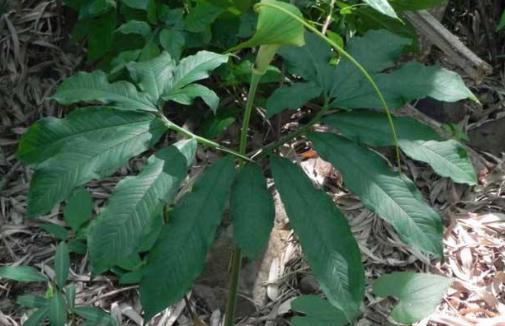 野外十大常見有毒植物排行榜,狼毒草誤食會丟掉性命!