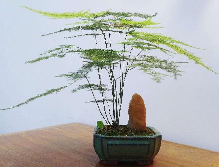 十種辦公室適合養(yǎng)的植物排行榜,富貴竹最適合辦公室養(yǎng)