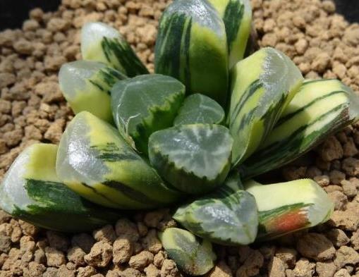 世界十大最貴多肉排行榜,原始劍斯諾娃多肉高達(dá)600萬(wàn)!