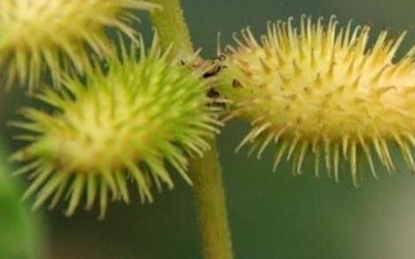 野外十大常見有毒植物排行榜,狼毒草誤食會丟掉性命!