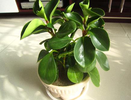 十種辦公室適合養(yǎng)的植物排行榜,富貴竹最適合辦公室養(yǎng)