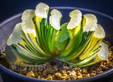 世界十大最貴多肉排行榜,原始劍斯諾娃多肉高達(dá)600萬(wàn)!