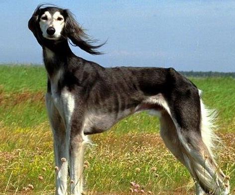 世界上5種速度最快的狗排名,格力犬最高時(shí)速70多公里