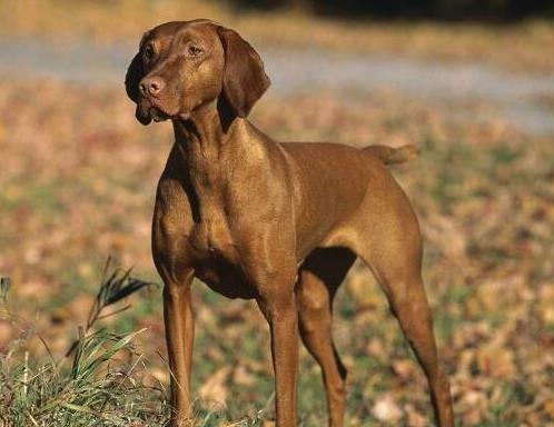 世界上5種速度最快的狗排名,格力犬最高時(shí)速70多公里