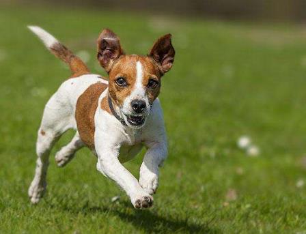 世界上5種速度最快的狗排名,格力犬最高時(shí)速70多公里