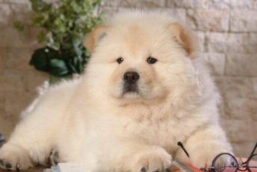 世界十大最笨的狗排名,阿富汗獵犬第一,雪橇三傻上榜