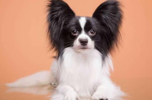 世界十大最忠誠的狗排名,拉布拉多尋回犬常用于服務(wù)犬