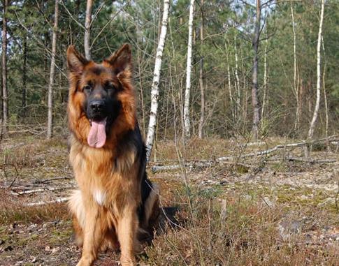 世界十大最忠誠的狗排名,拉布拉多尋回犬常用于服務(wù)犬