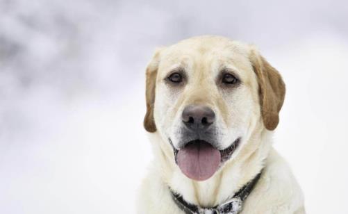 世界十大最忠誠的狗排名,拉布拉多尋回犬常用于服務(wù)犬