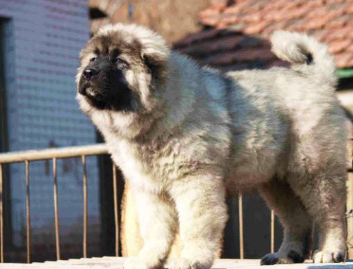 世界十大最忠誠的狗排名,拉布拉多尋回犬常用于服務(wù)犬