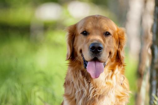 世界十大最忠誠的狗排名,拉布拉多尋回犬常用于服務(wù)犬