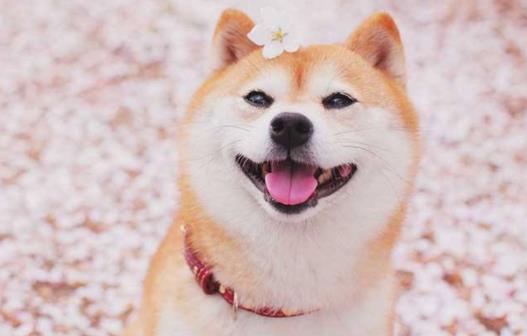 世界十大最忠誠的狗排名,拉布拉多尋回犬常用于服務(wù)犬