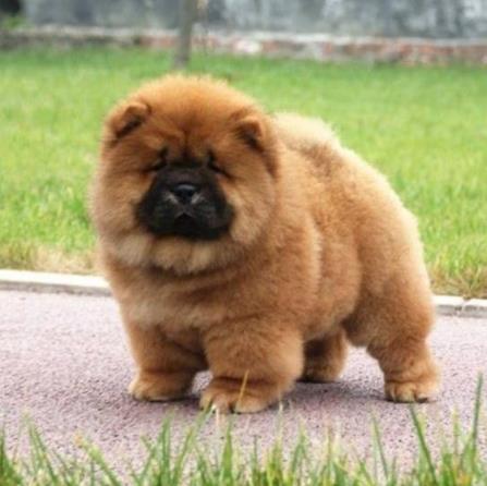 世界十大最忠誠的狗排名,拉布拉多尋回犬常用于服務(wù)犬