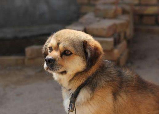世界十大最忠誠的狗排名,拉布拉多尋回犬常用于服務(wù)犬