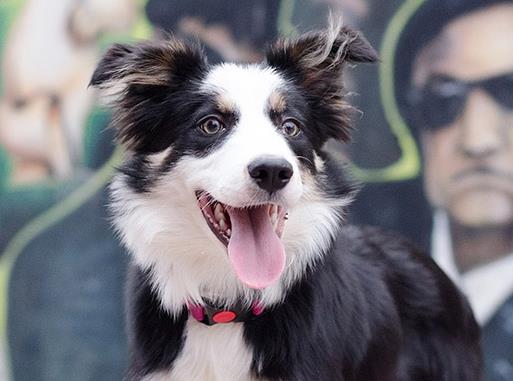 世界十大最忠誠的狗排名,拉布拉多尋回犬常用于服務(wù)犬