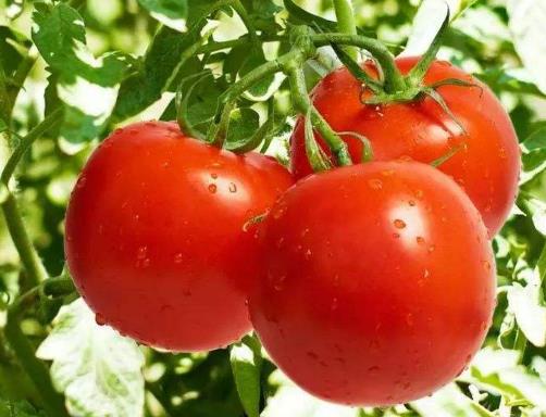 14款低熱量減肥食物排名,大白菜、芹菜是減肥的好幫手