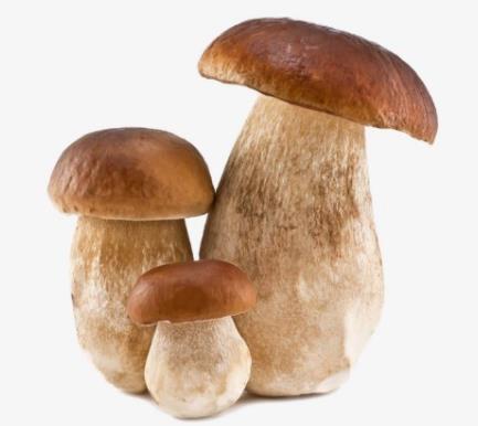 14款低熱量減肥食物排名,大白菜、芹菜是減肥的好幫手