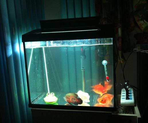 十大魚(yú)缸過(guò)濾器排名,森森、瘋狂石頭的品牌都不錯(cuò)