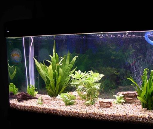 十大魚(yú)缸過(guò)濾器排名,森森、瘋狂石頭的品牌都不錯(cuò)