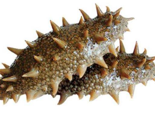 十大抗癌魚(yú)類排名,鮑魚(yú)中的鮑靈素可抗癌,帶魚(yú)抗癌能力很強(qiáng)