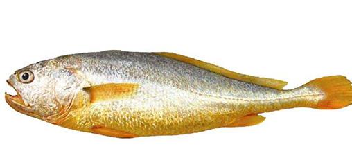 十大抗癌魚(yú)類排名,鮑魚(yú)中的鮑靈素可抗癌,帶魚(yú)抗癌能力很強(qiáng)
