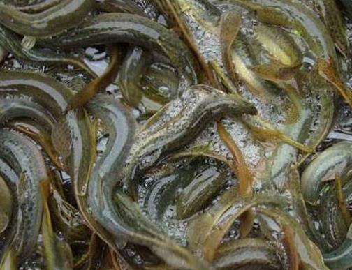 十大抗癌魚(yú)類排名,鮑魚(yú)中的鮑靈素可抗癌,帶魚(yú)抗癌能力很強(qiáng)