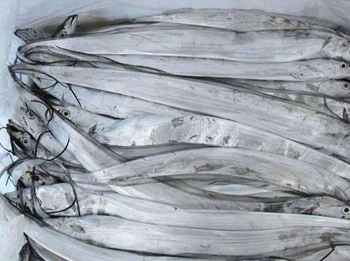 十大抗癌魚(yú)類排名,鮑魚(yú)中的鮑靈素可抗癌,帶魚(yú)抗癌能力很強(qiáng)