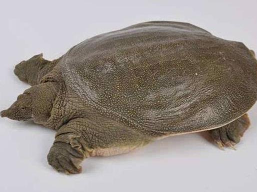 十大抗癌魚(yú)類排名,鮑魚(yú)中的鮑靈素可抗癌,帶魚(yú)抗癌能力很強(qiáng)