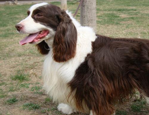 中國(guó)警犬品種排名,德國(guó)牧羊犬戰(zhàn)斗力強(qiáng),杜伯文犬工作能力棒