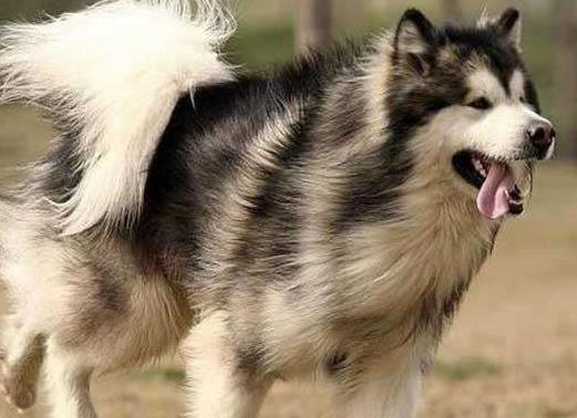 適合家養(yǎng)的大型犬排名,金毛犬體型健壯溫順,羅威納犬很有勇氣
