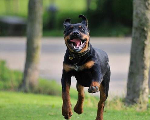 適合家養(yǎng)的大型犬排名,金毛犬體型健壯溫順,羅威納犬很有勇氣