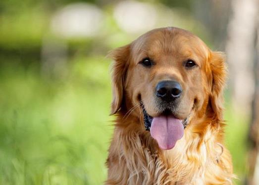適合家養(yǎng)的大型犬排名,金毛犬體型健壯溫順,羅威納犬很有勇氣