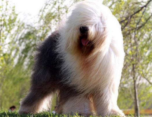 適合家養(yǎng)的大型犬排名,金毛犬體型健壯溫順,羅威納犬很有勇氣
