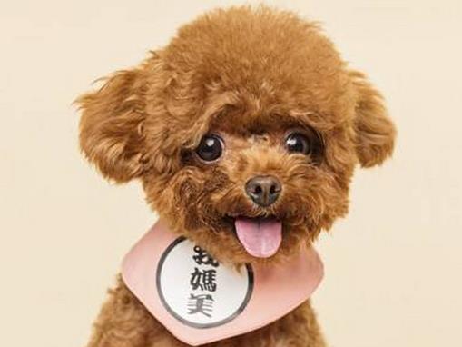 最受歡迎的小型寵物狗排名,泰迪長相可愛,吉娃娃運(yùn)動(dòng)量不大