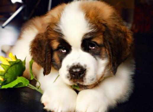 適合家養(yǎng)的大型犬排名,金毛犬體型健壯溫順,羅威納犬很有勇氣