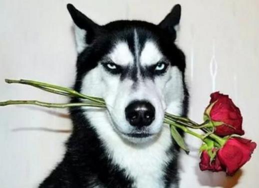適合家養(yǎng)的大型犬排名,金毛犬體型健壯溫順,羅威納犬很有勇氣