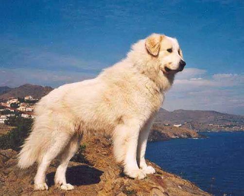 適合家養(yǎng)的大型犬排名,金毛犬體型健壯溫順,羅威納犬很有勇氣