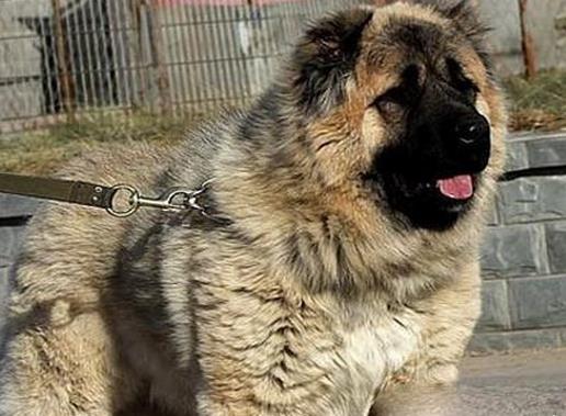 適合家養(yǎng)的大型犬排名,金毛犬體型健壯溫順,羅威納犬很有勇氣