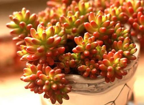 十大容易爆盆的多肉植物,姬星美人很萌,姬秋麗淡粉色很美