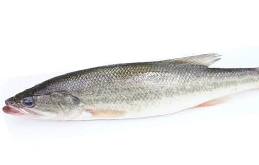 最適合孩子吃的八種魚排名,龍利魚口感肥美鮮嫩,銀魚對腸胃很友好