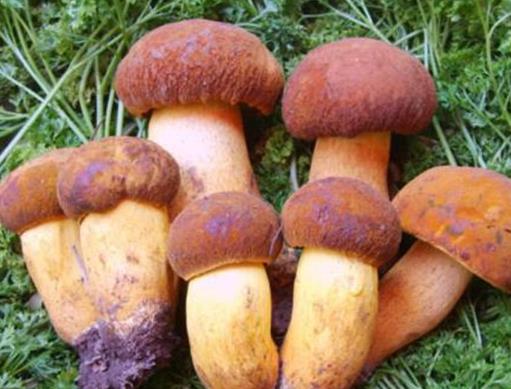 中國十大野生菌排名,干巴菌經(jīng)濟價值高、雞樅菌營養(yǎng)價值豐富