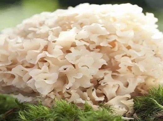 十大名貴菌類排行榜,冬蟲夏草非常名貴、羊肚菌稀少又名貴