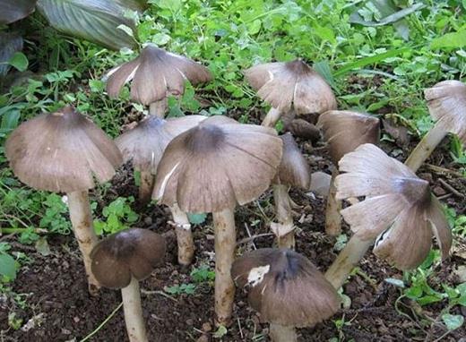 十大名貴菌類排行榜,冬蟲夏草非常名貴、羊肚菌稀少又名貴