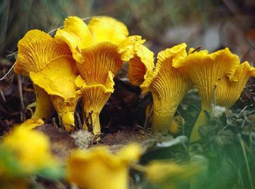 十大名貴菌類排行榜,冬蟲夏草非常名貴、羊肚菌稀少又名貴