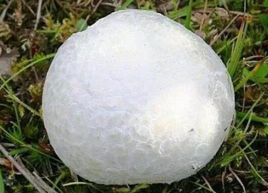 世界十大最奇特的蘑菇,惡魔雪茄很罕見、鹿花菌有毒