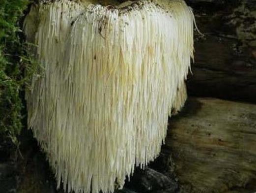 世界十大最奇特的蘑菇,惡魔雪茄很罕見、鹿花菌有毒