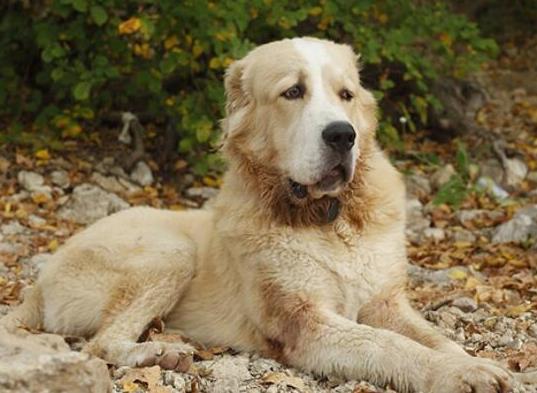 世界十大最受歡迎牧羊犬,邊境牧羊犬、德國牧羊犬智商高