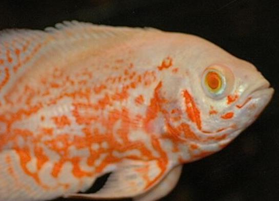 世界十大最好養(yǎng)的大型觀賞魚(yú),地圖魚(yú)不兇猛、七星刀魚(yú)生長(zhǎng)速度極快