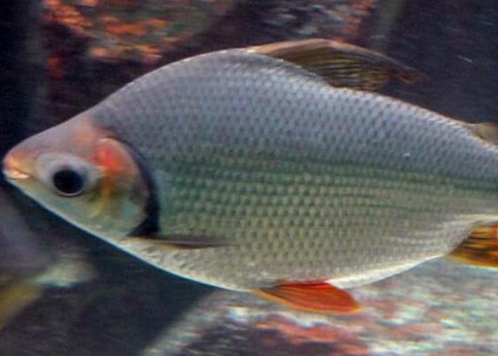世界十大最好養(yǎng)的大型觀賞魚(yú),地圖魚(yú)不兇猛、七星刀魚(yú)生長(zhǎng)速度極快