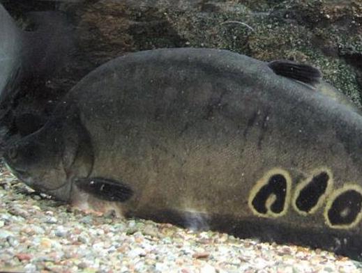 世界十大最好養(yǎng)的大型觀賞魚(yú),地圖魚(yú)不兇猛、七星刀魚(yú)生長(zhǎng)速度極快